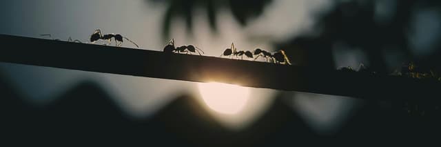   In an ant colony, the queen isn’t in charge. So who is?