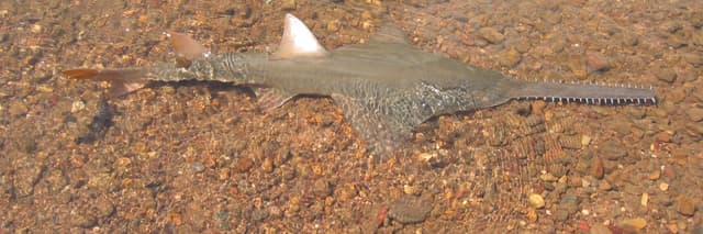Climate change is causing fish to move to cooler water. But what if their escape route is blocked?