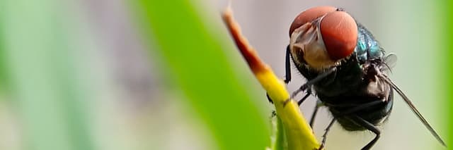 Colorado prepares for screwworms, as the pest that was eradicated in 1966 returns to the US